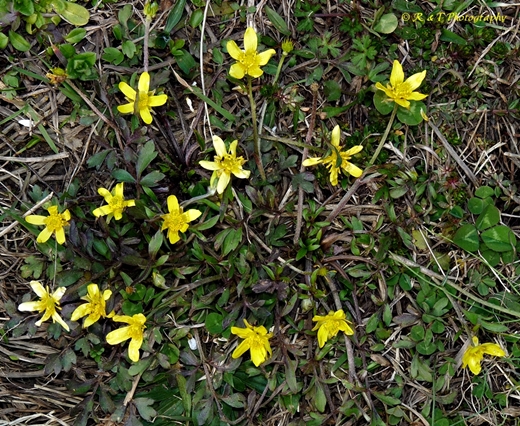 {Ranunculus fascicularis}